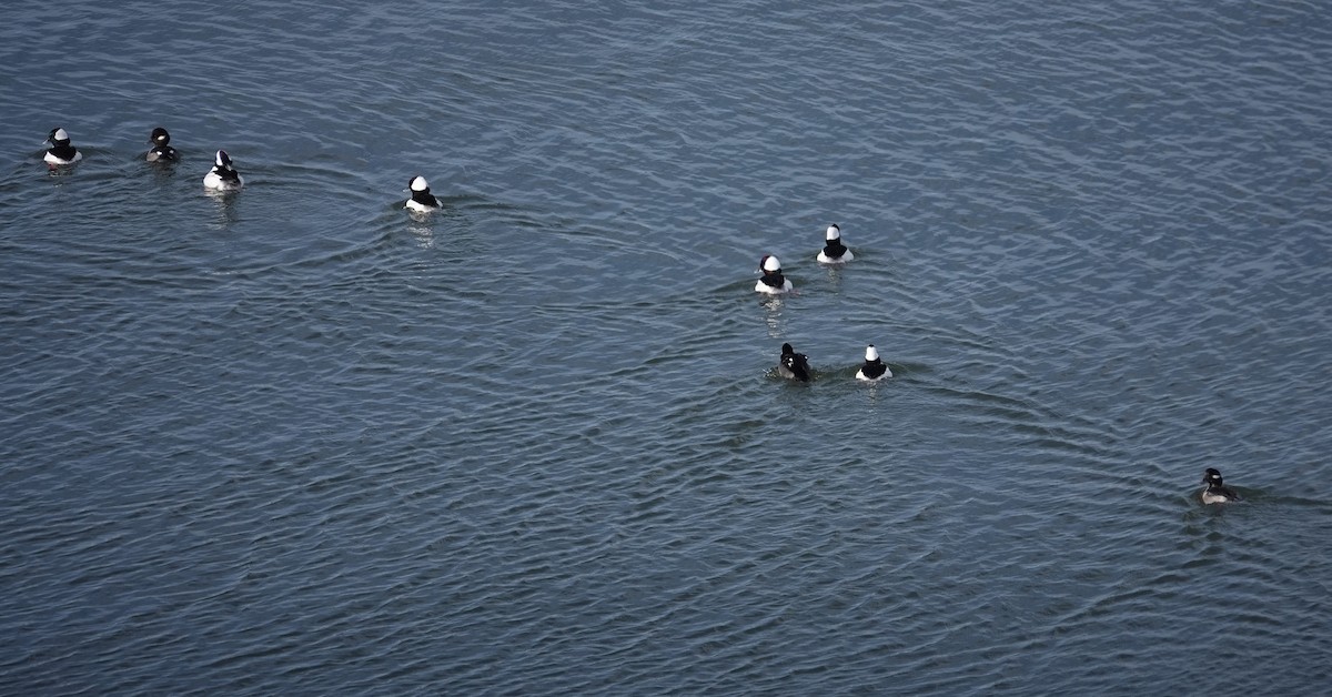 hohol bělavý - ML646267186