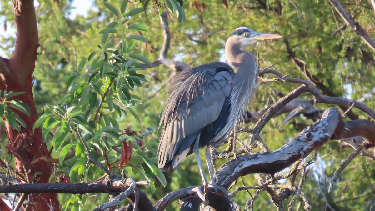 volavka velká - ML646267187