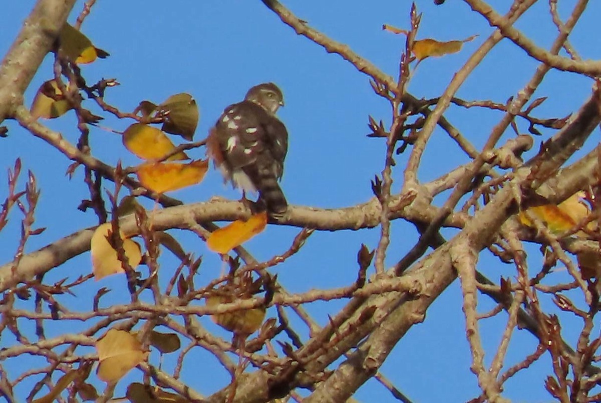 krahujec americký - ML646267190