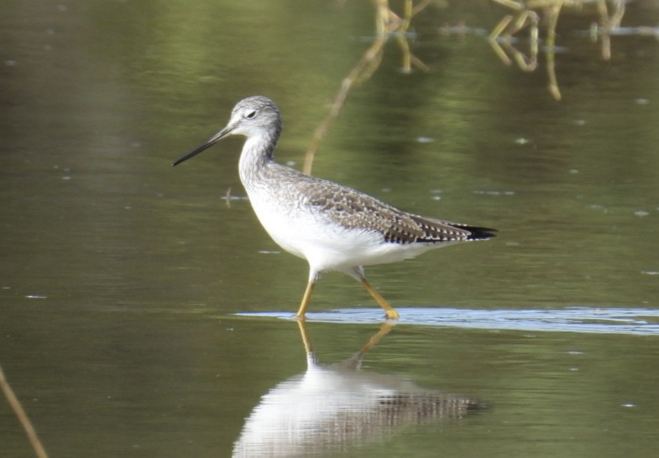 vodouš velký - ML646267191