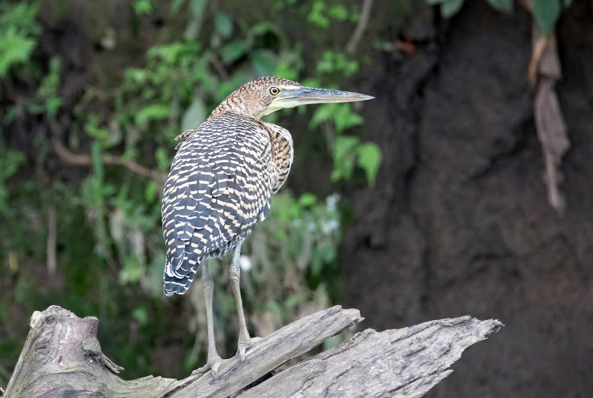 bukač středoamerický - ML646267192