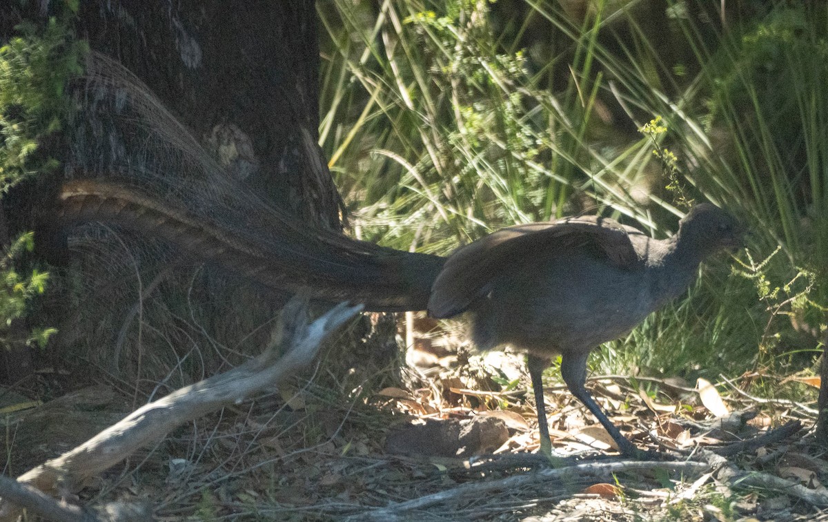 lyrochvost nádherný - ML646267193