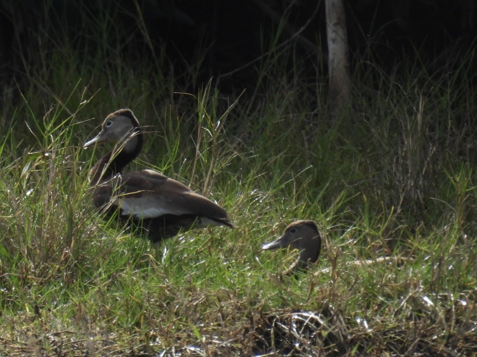 husička černobřichá - ML646267194