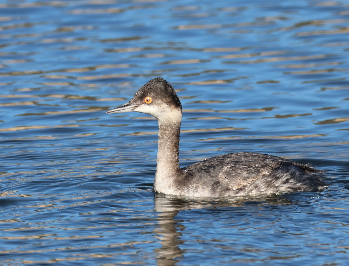 potápka černokrká - ML646267195