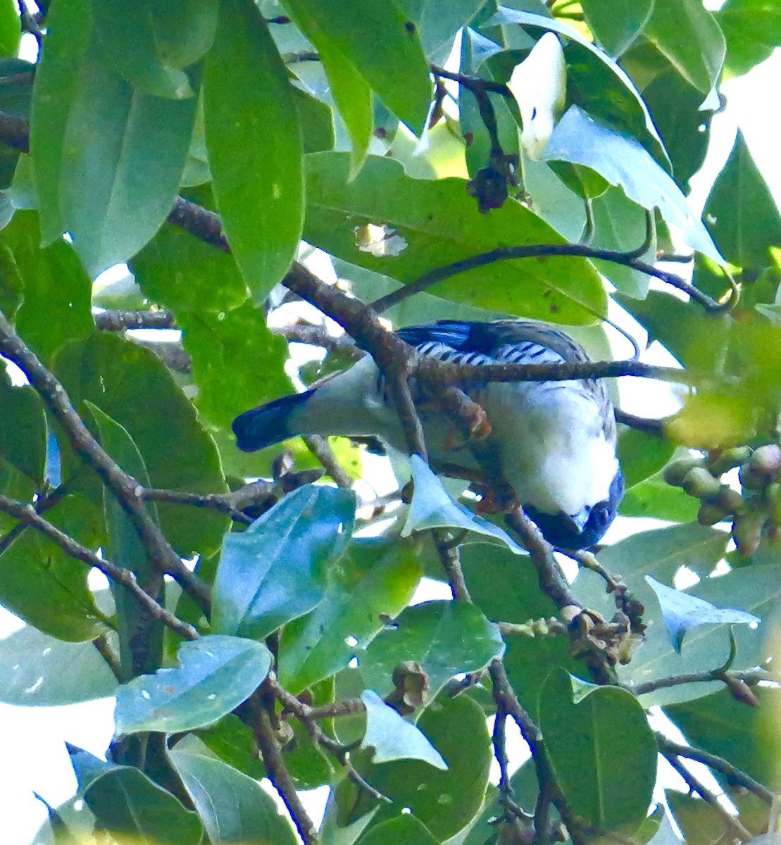 Himalayan Cutia - ML646267196