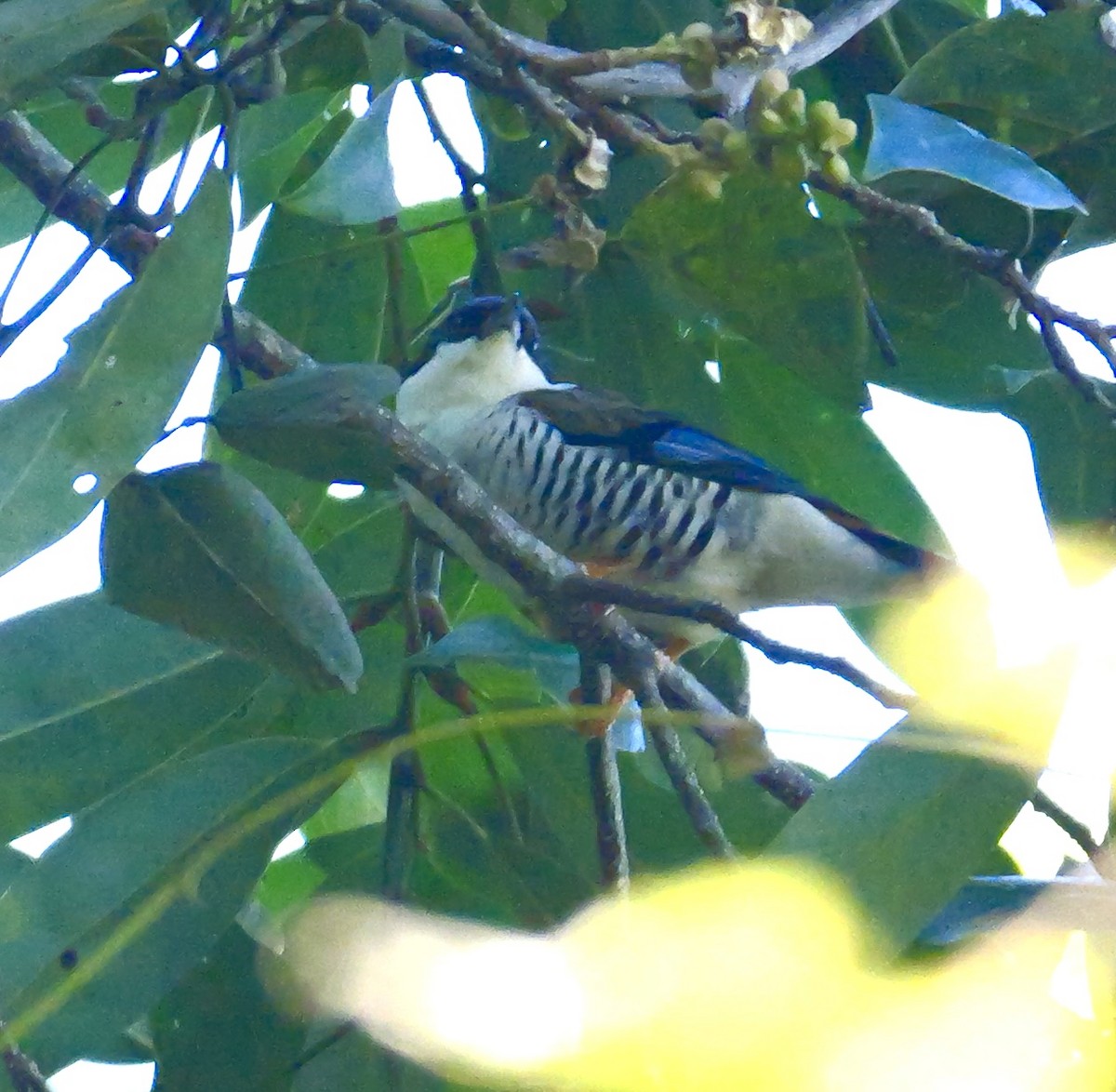 Himalayan Cutia - ML646267197