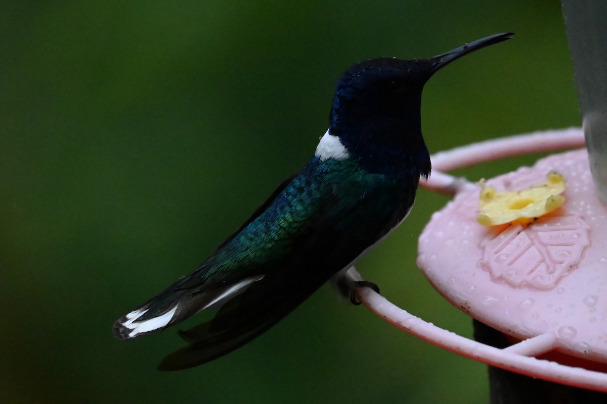 kolibřík bělokrký - ML646267201