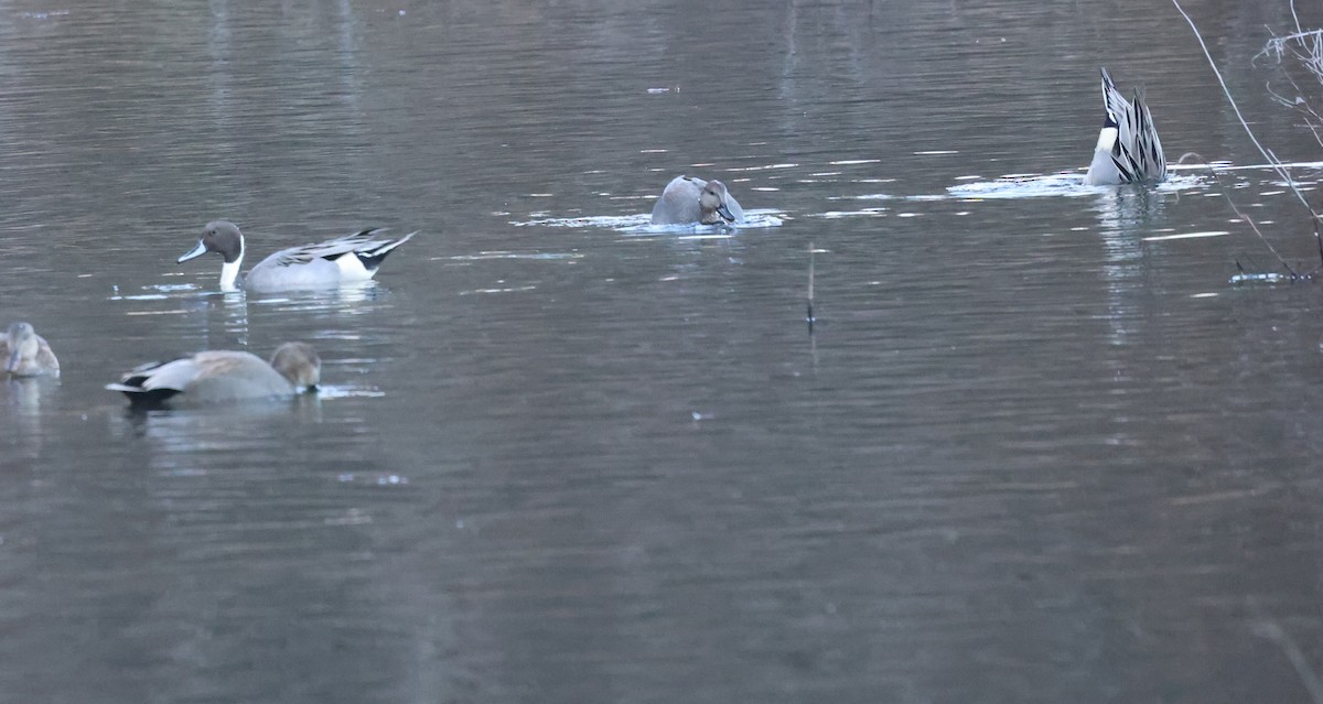 ostralka štíhlá - ML646267204