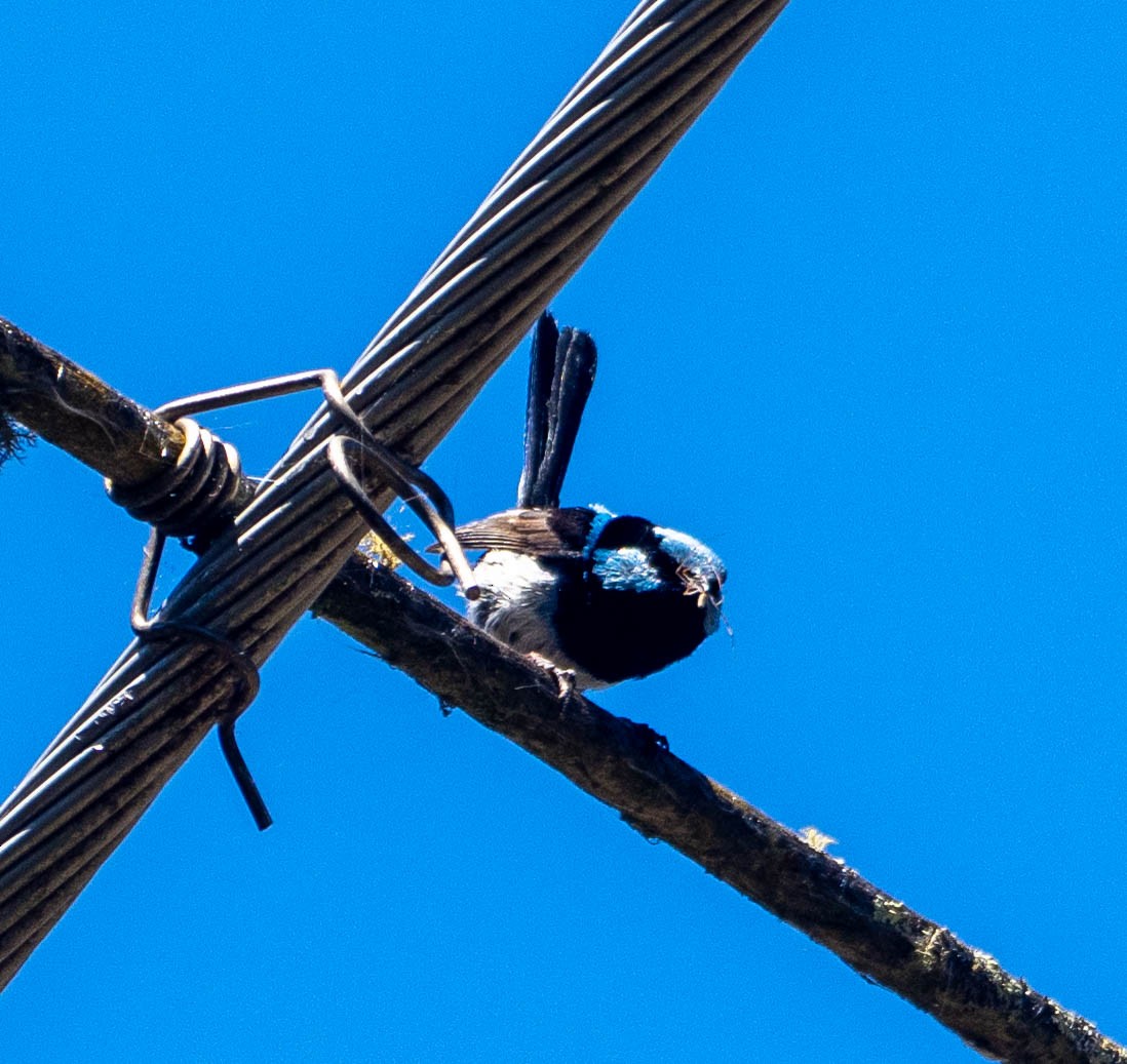 modropláštník nádherný - ML646267205