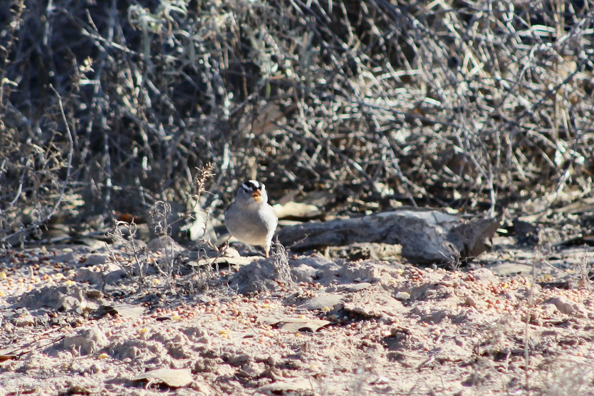 strnadec bělopásý - ML646267207