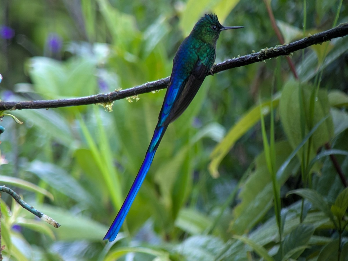 sylfa fialovoocasá - ML646267209