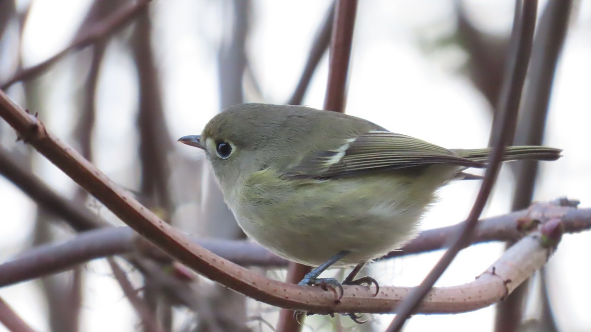 Hutton's Vireo - ML646267210