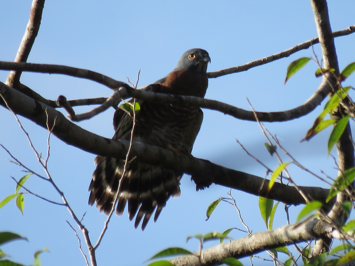 kobčík rezavoprsý - ML646267211