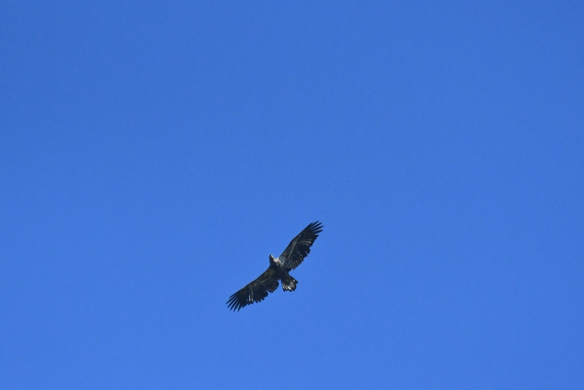 Bald Eagle - ML646267212