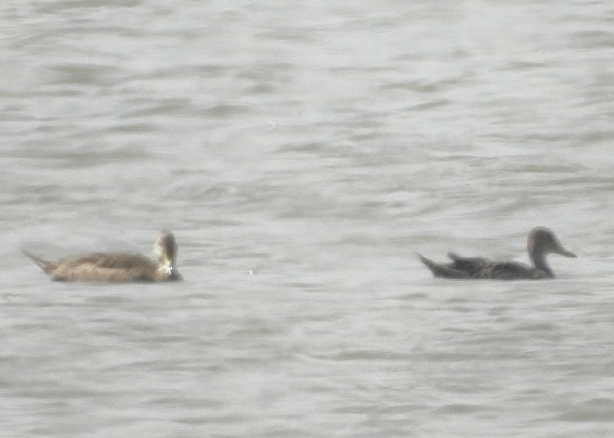 gulnebbstjertand (spinicauda/niceforoi) - ML646267215