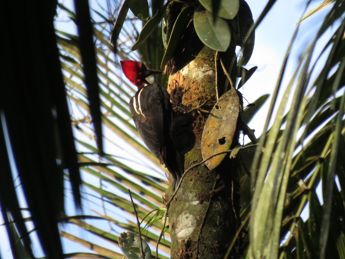Crimson-crested Woodpecker - ML646267216