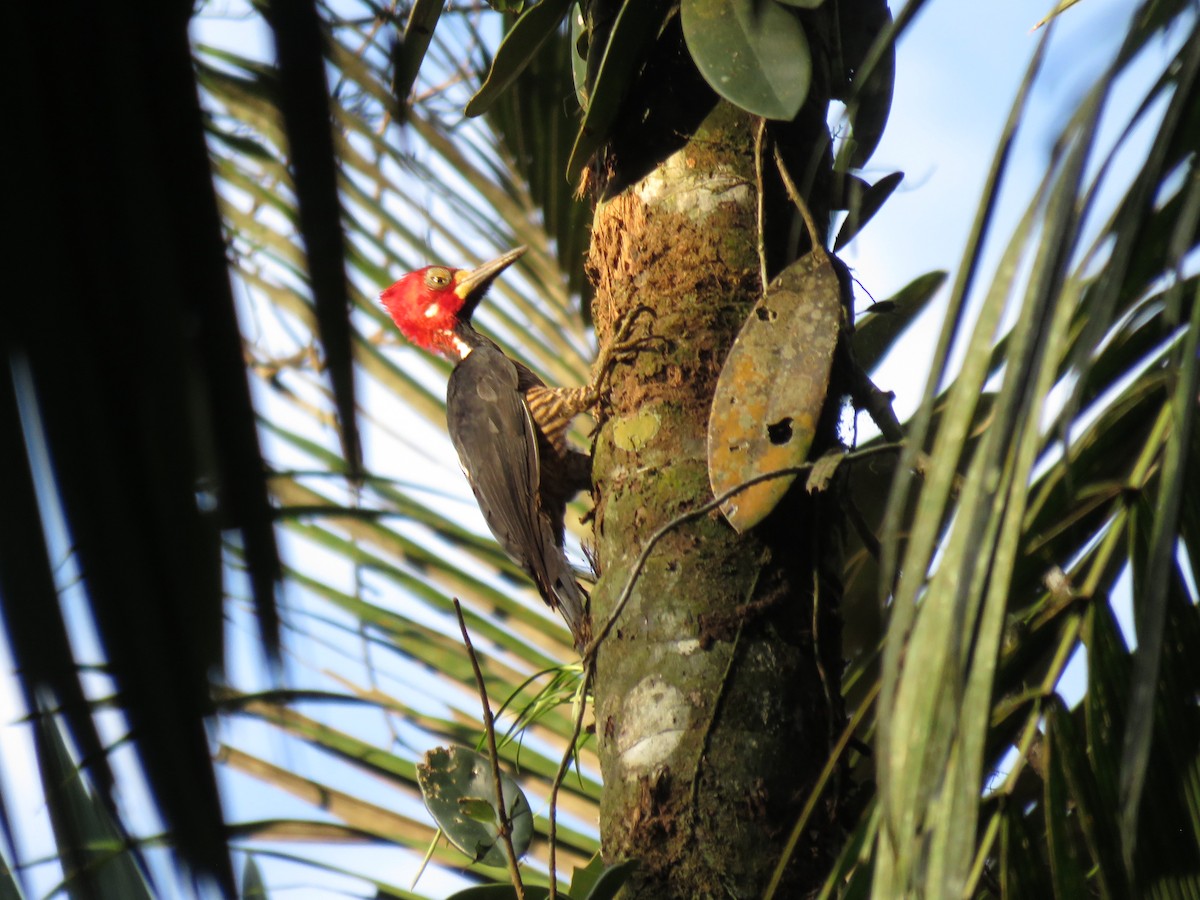 Crimson-crested Woodpecker - ML646267217