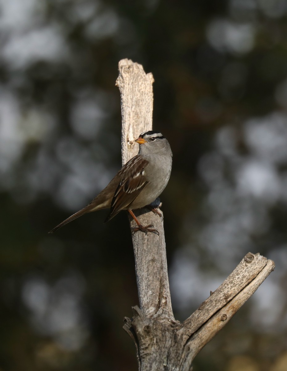White-crowned Sparrow (oriantha) - ML646267218
