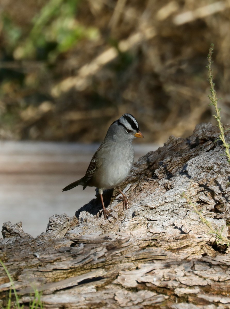White-crowned Sparrow (oriantha) - ML646267221