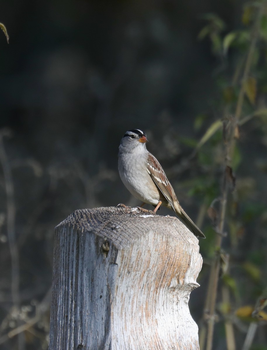 White-crowned Sparrow (oriantha) - ML646267223