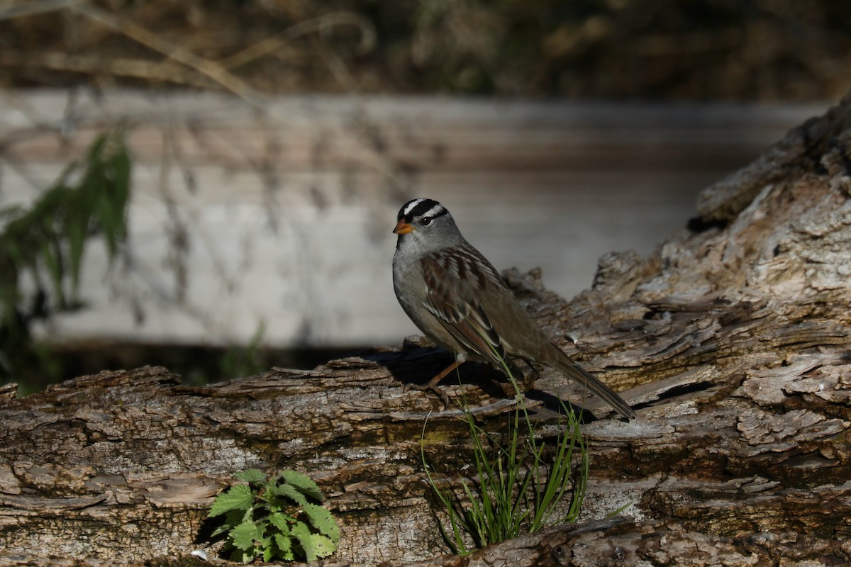 Белобровая овсянка (oriantha) - ML646267227