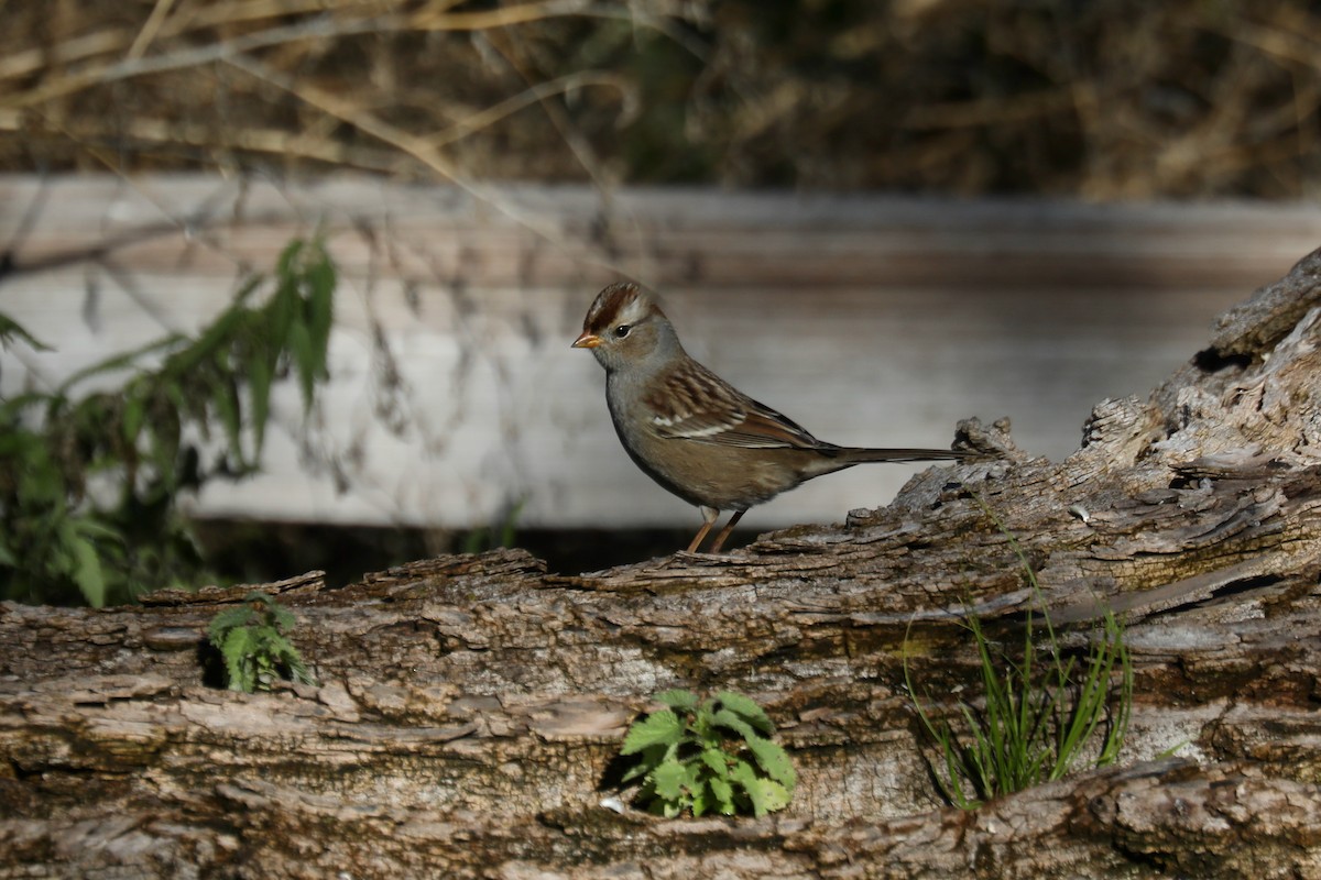 Белобровая овсянка (oriantha) - ML646267228