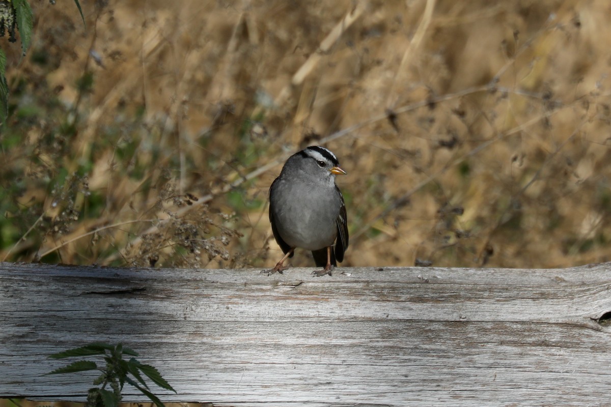 Белобровая овсянка (oriantha) - ML646267229