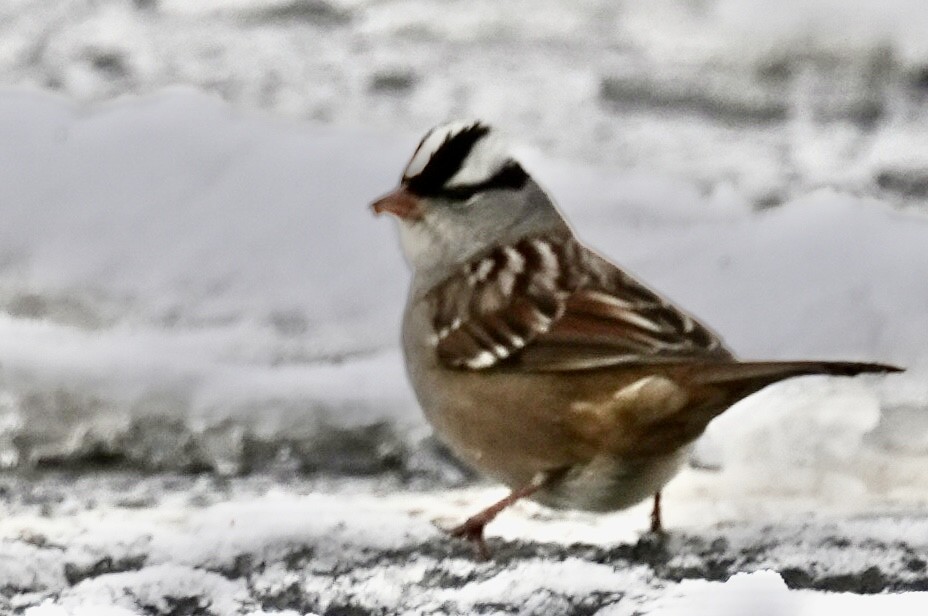 White-crowned Sparrow - ML646267234