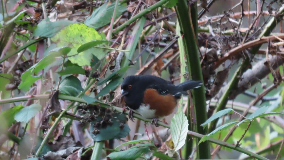 Spotted Towhee - ML646267235