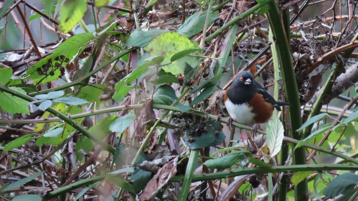 Spotted Towhee - ML646267236