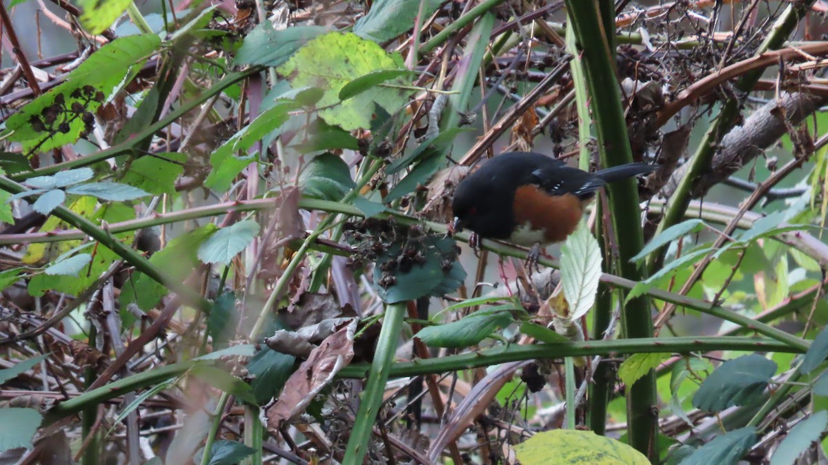 Spotted Towhee - ML646267237