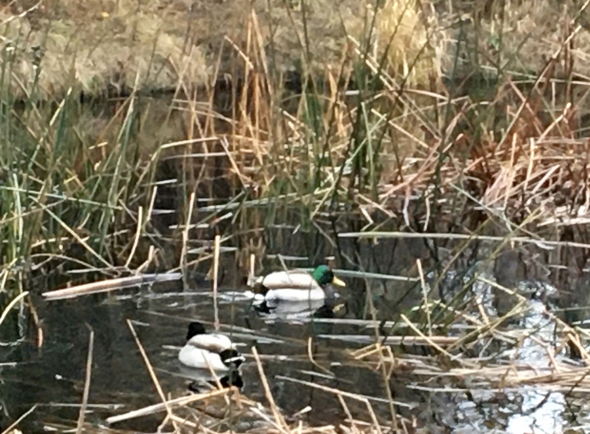 Mallard - ML646267242