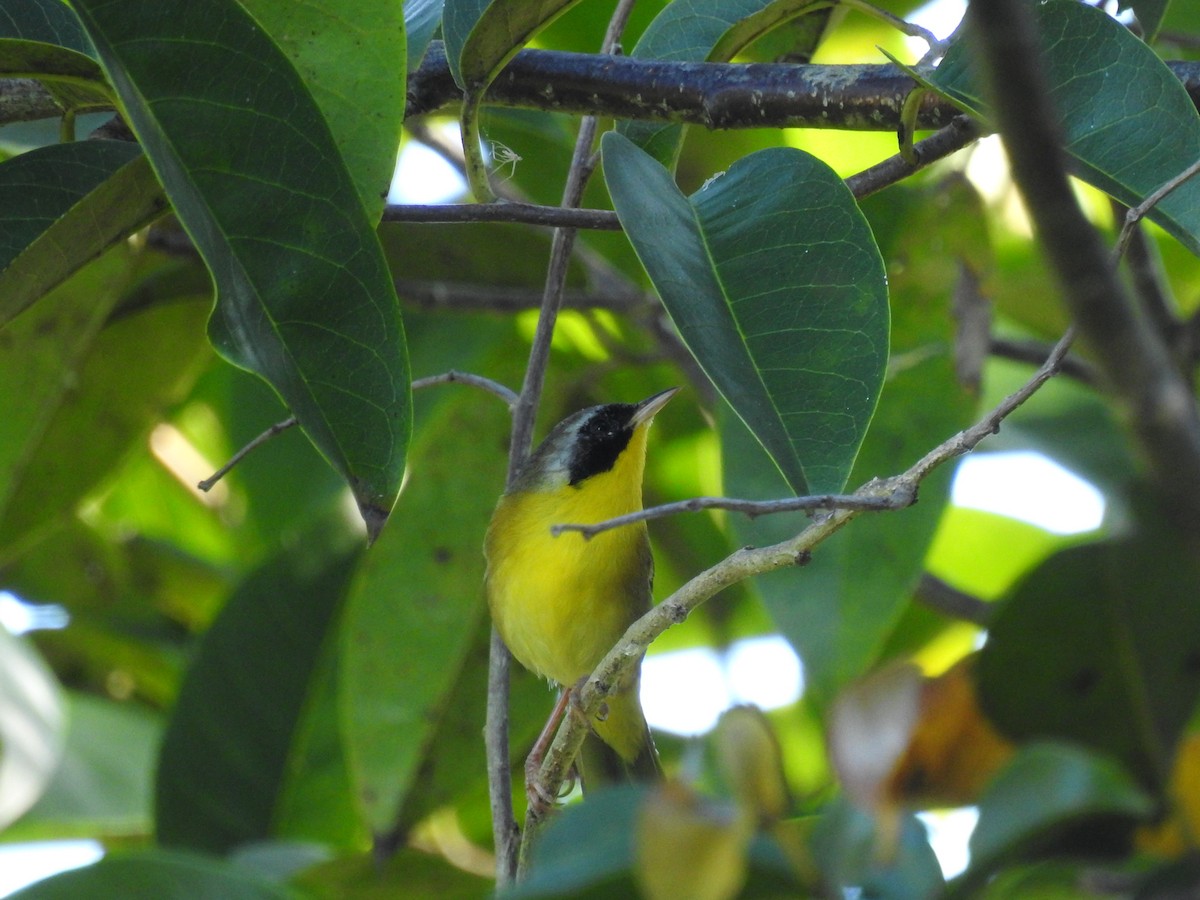 Common Yellowthroat - ML646267244