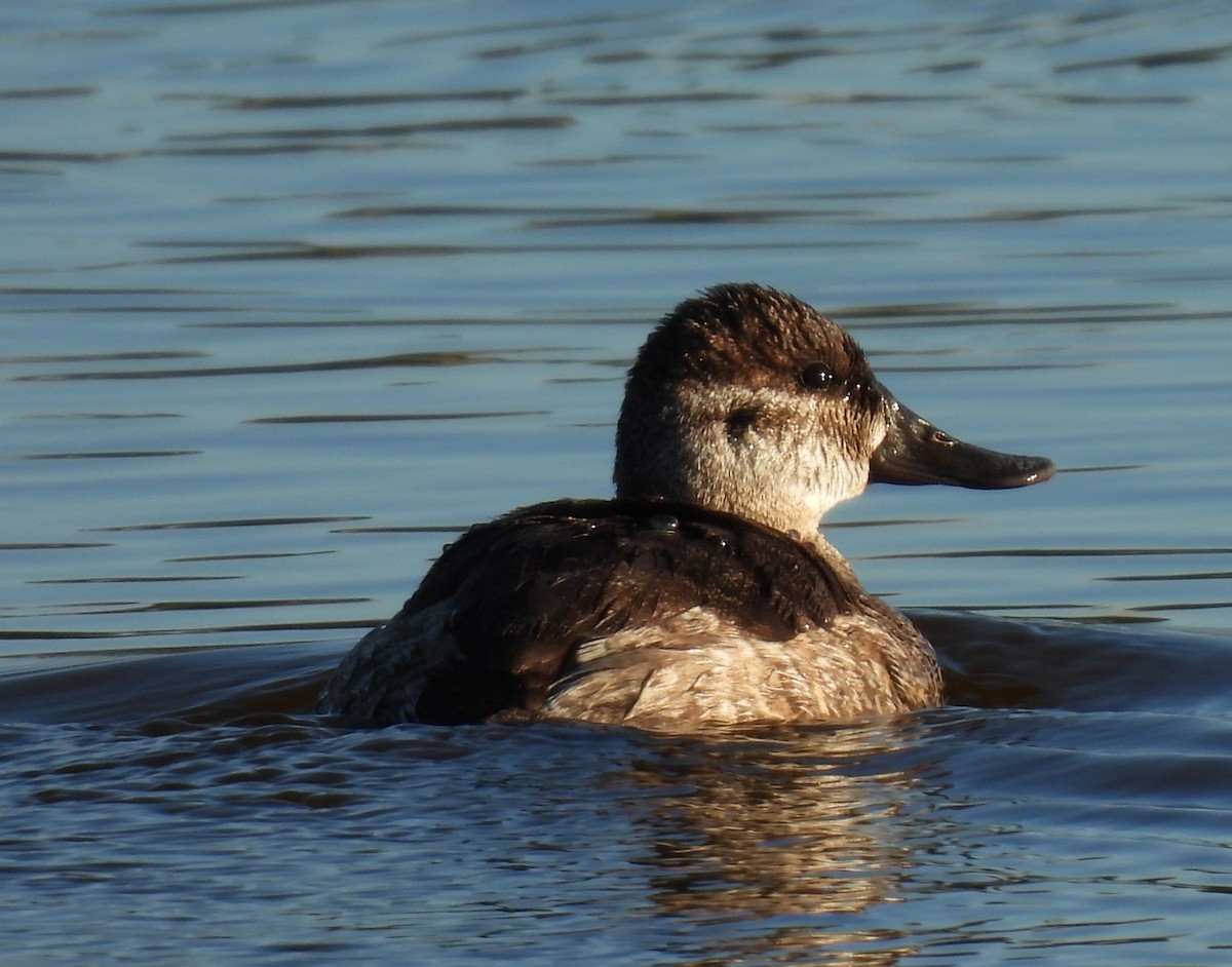 Ruddy Duck - ML646267246