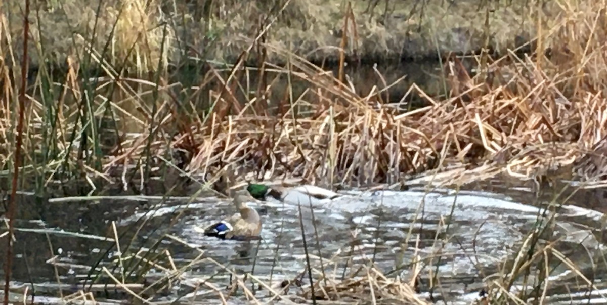 Basahatea - ML646267247