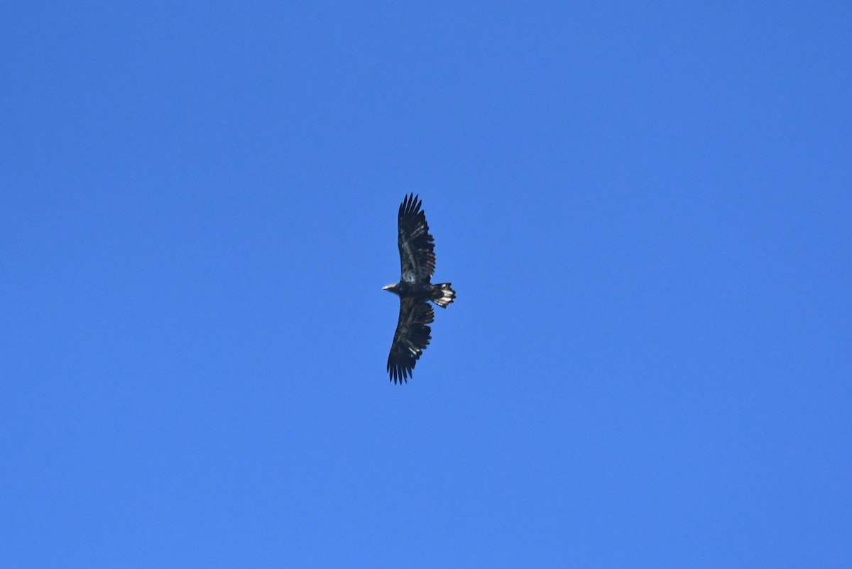 Itsas arrano buruzuria - ML646267249