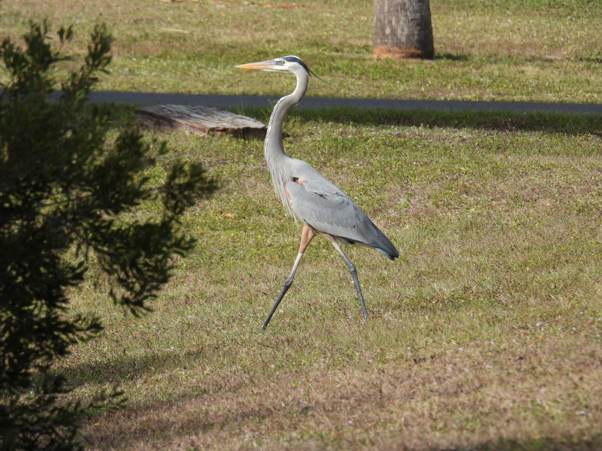 Koartza hauskara amerikarra - ML646267250