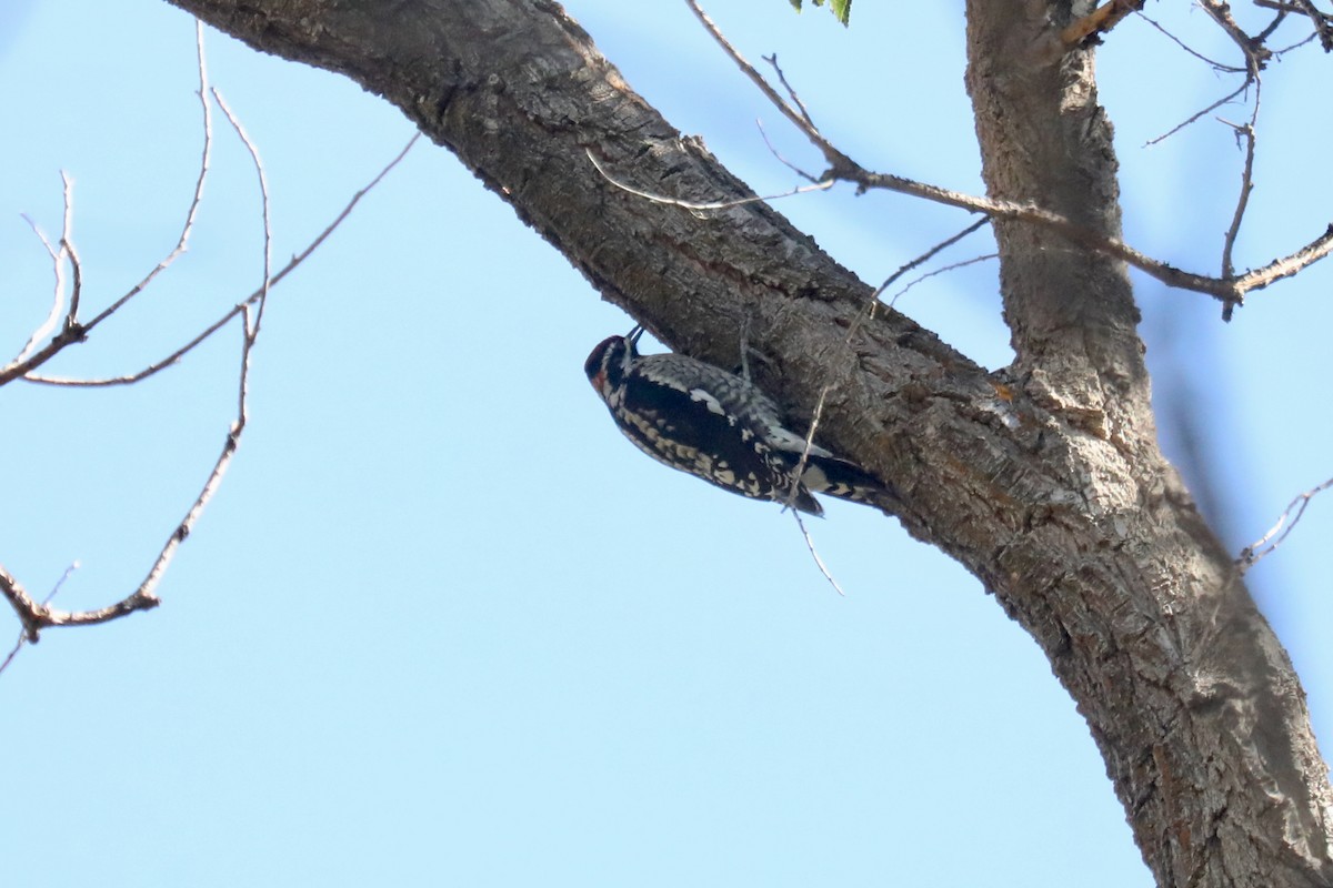 Красногорлый дятел-сокоед - ML646267251