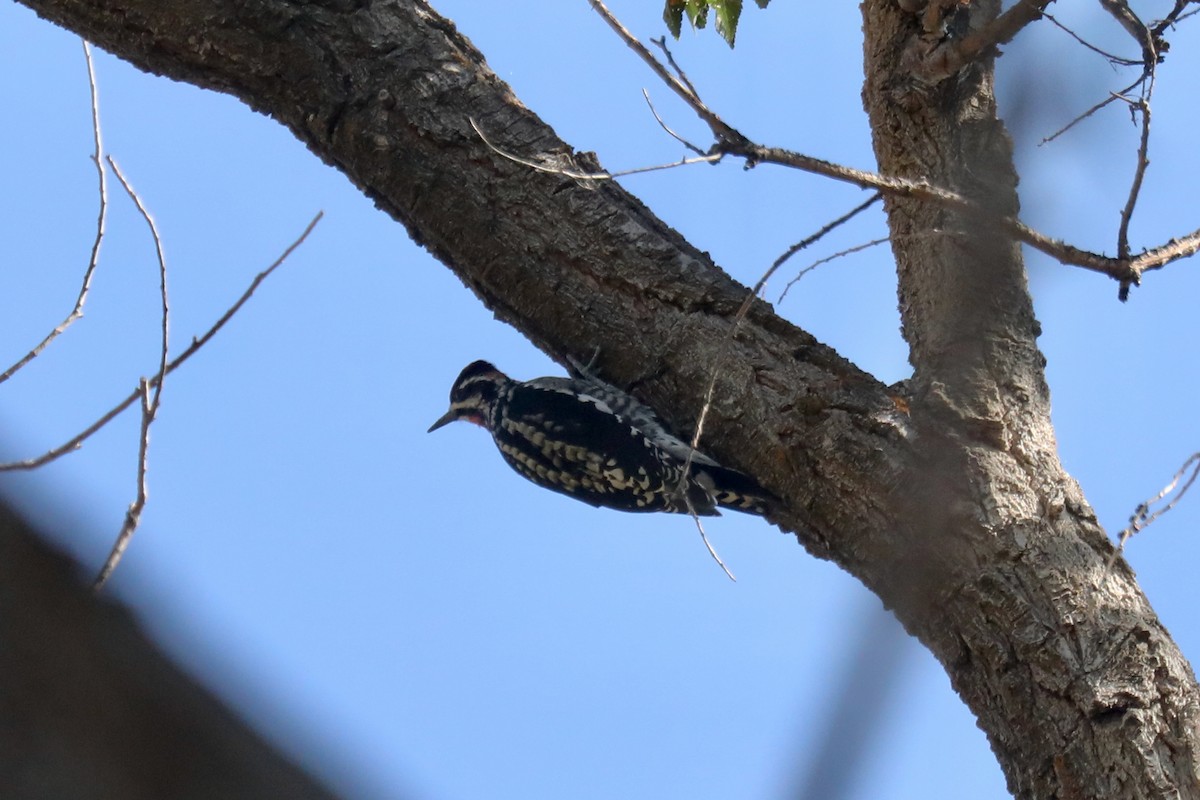 Красногорлый дятел-сокоед - ML646267252