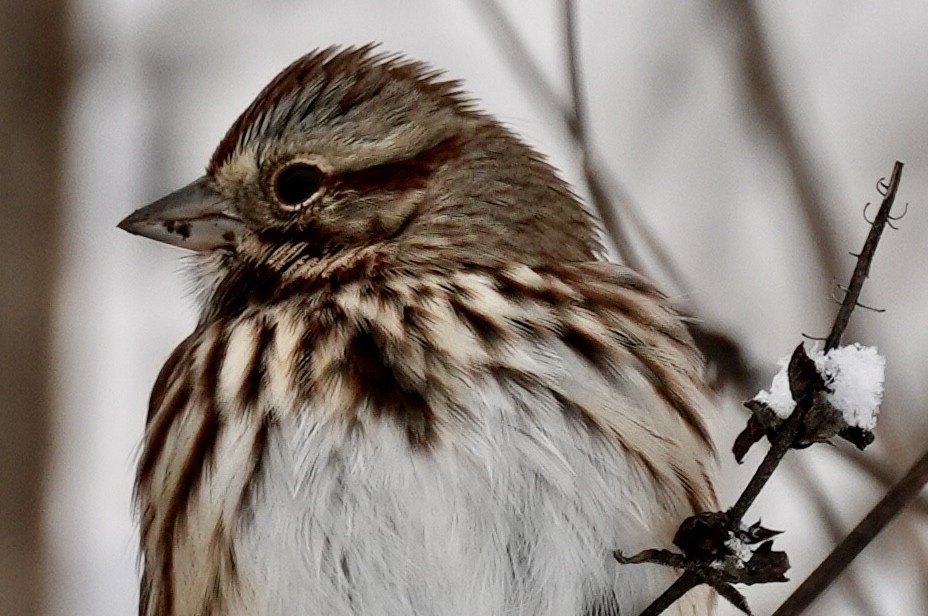 Song Sparrow - ML646267253