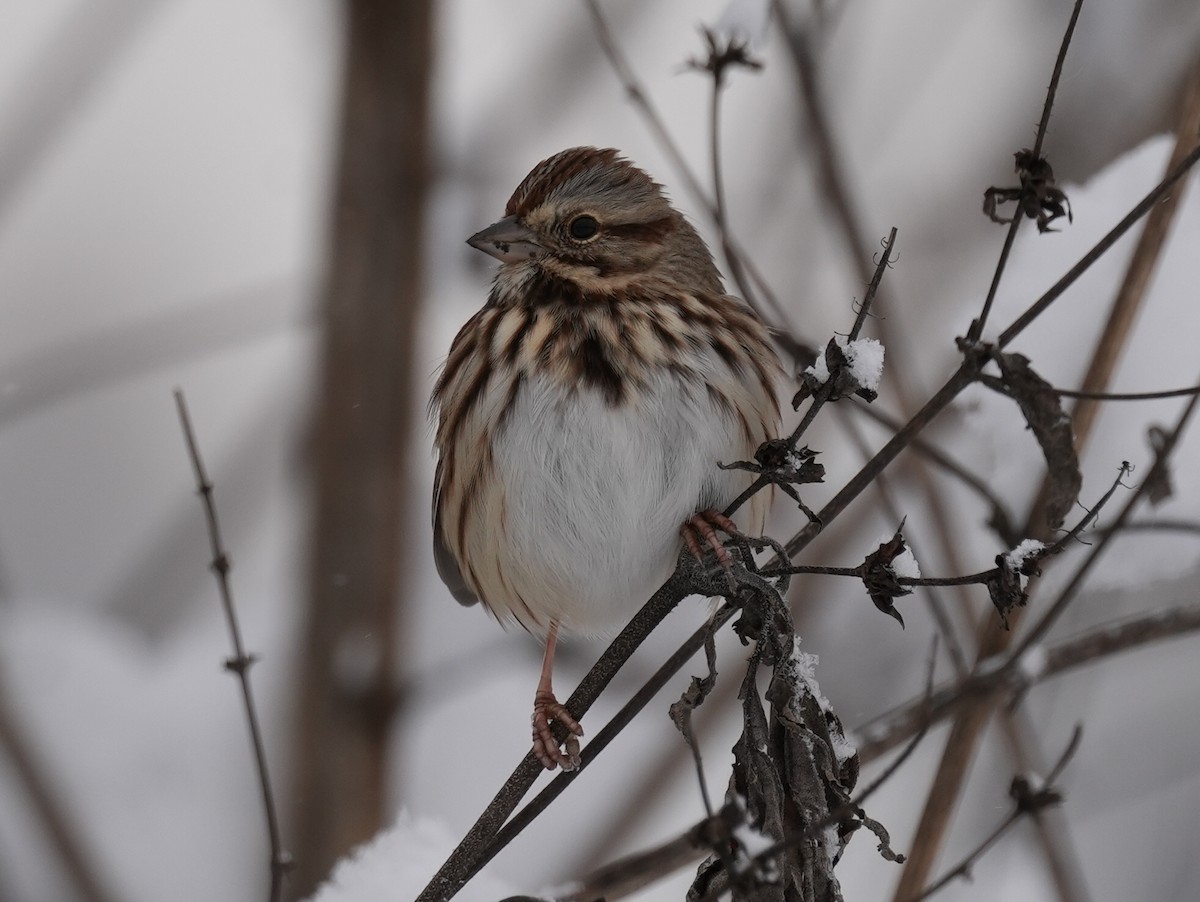 Song Sparrow - ML646267254