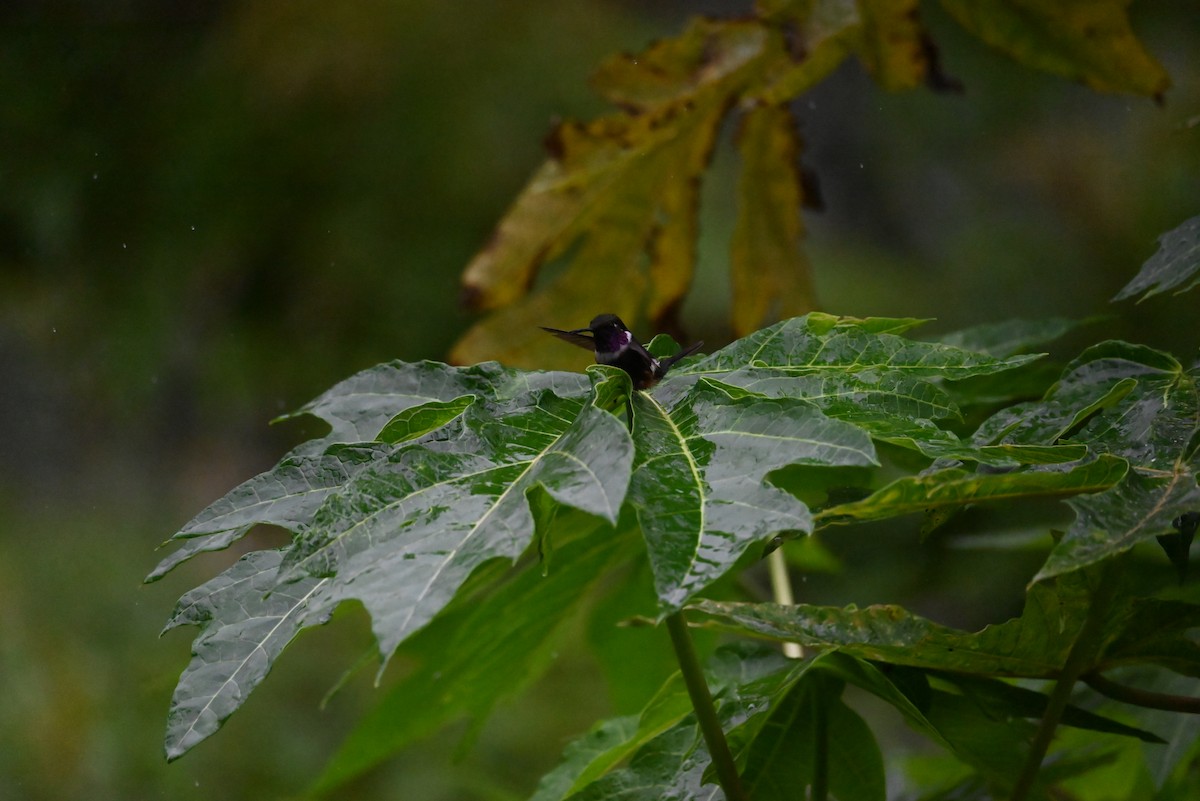 Purple-throated Woodstar - ML646267255