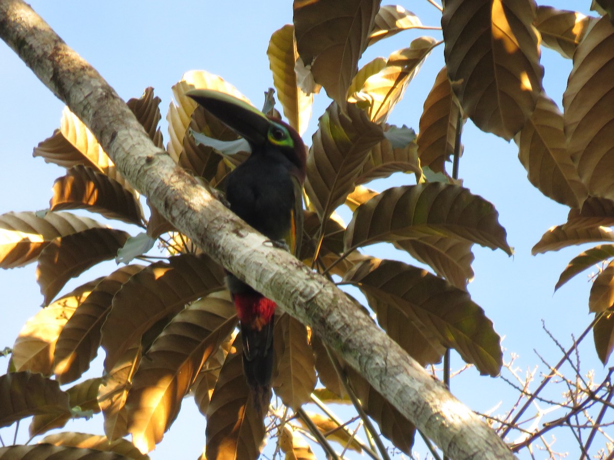 Yellow-eared Toucanet - ML646267257