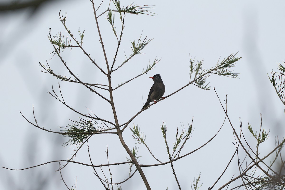 Black Bulbul - ML646267258