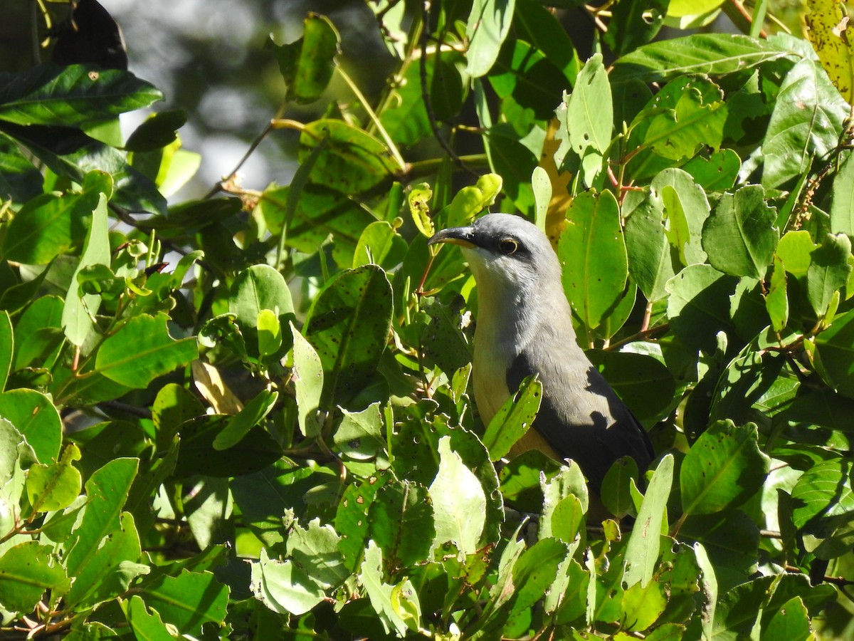 Mangrove Cuckoo - ML646267259