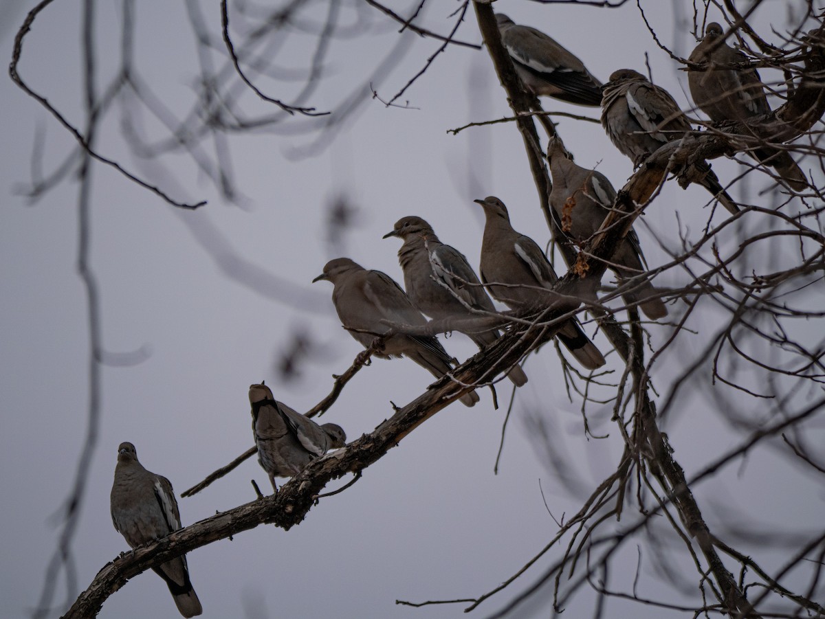 White-winged Dove - ML646267263
