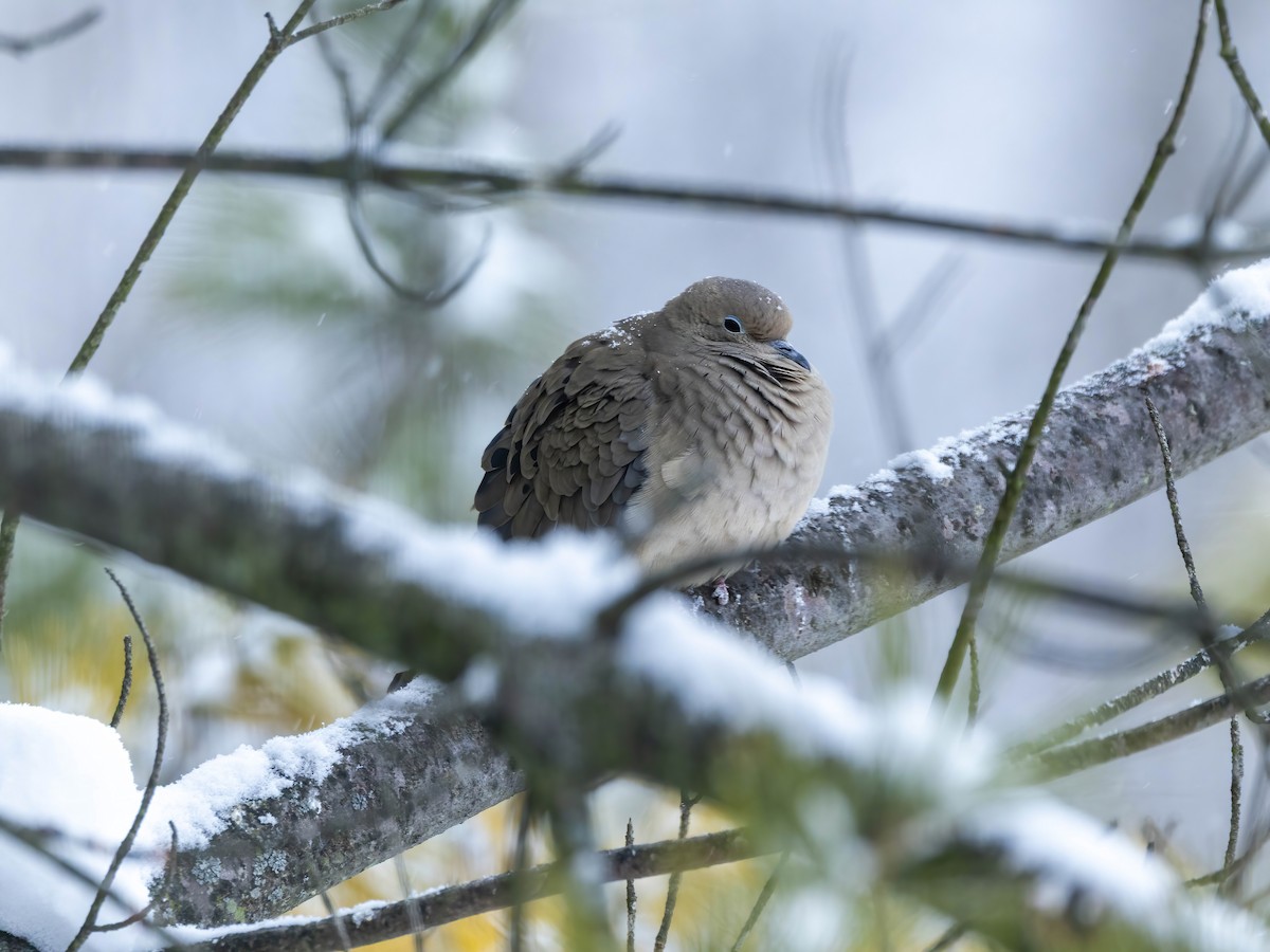 Zenaida arrunta - ML646267264