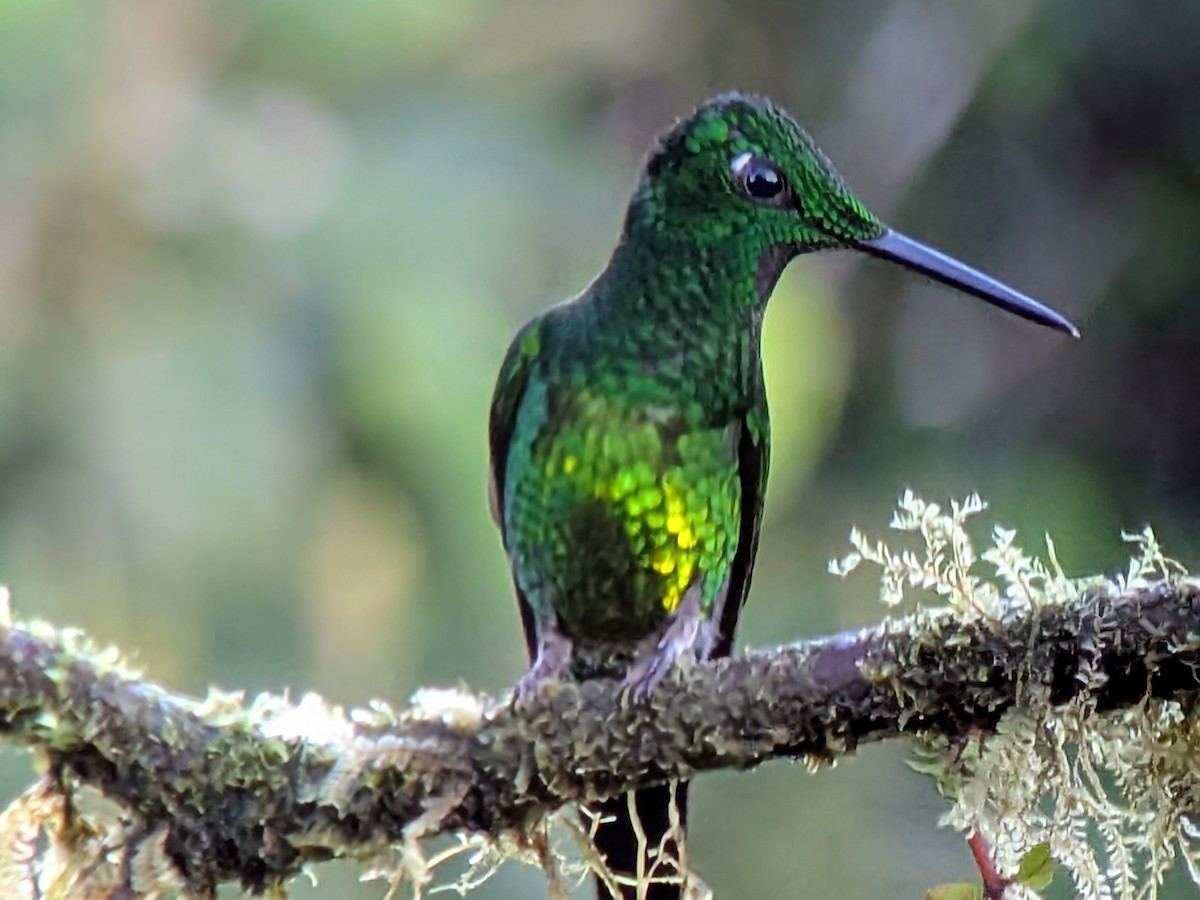 Empress Brilliant - ML646267265