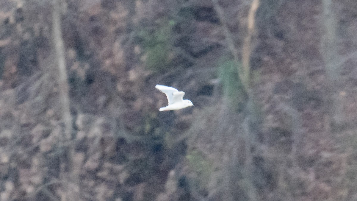 Bonaparte antxeta - ML646267266