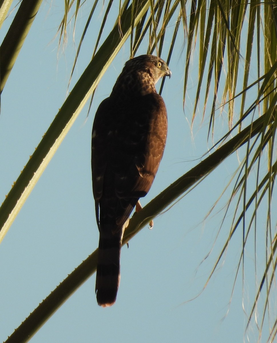 Cooper's Hawk - ML646267267